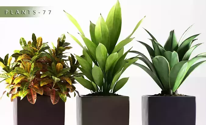 Plants 77