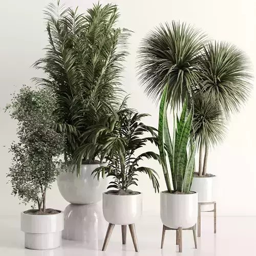 indoor plant Set 153