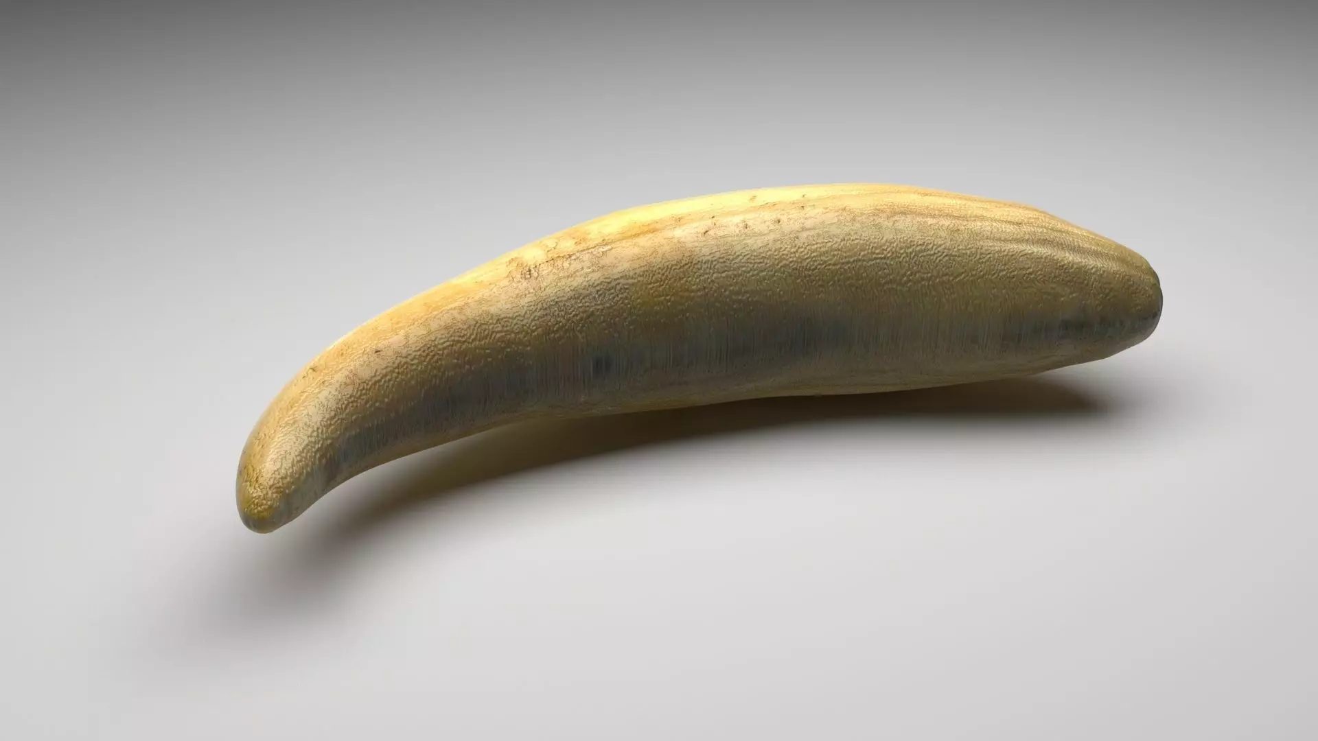 Sperm Whale Tooth 3D model