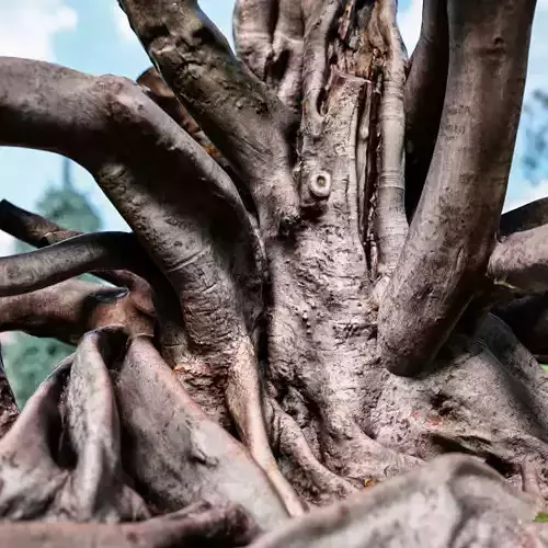 Hero Ficus Fig Tree scanned Low-poly 3D model