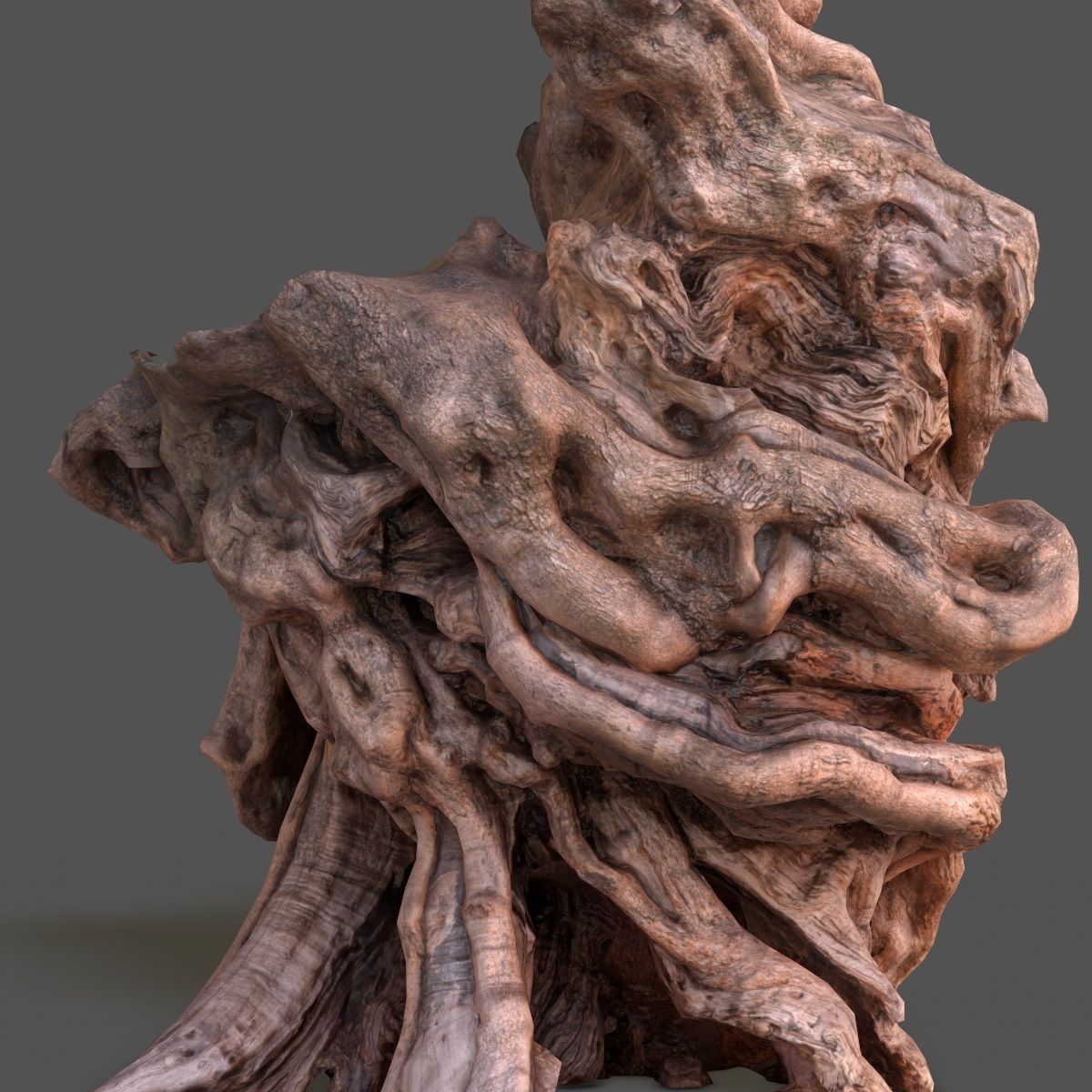 Olive tree base trunk Low-poly 3D model_8