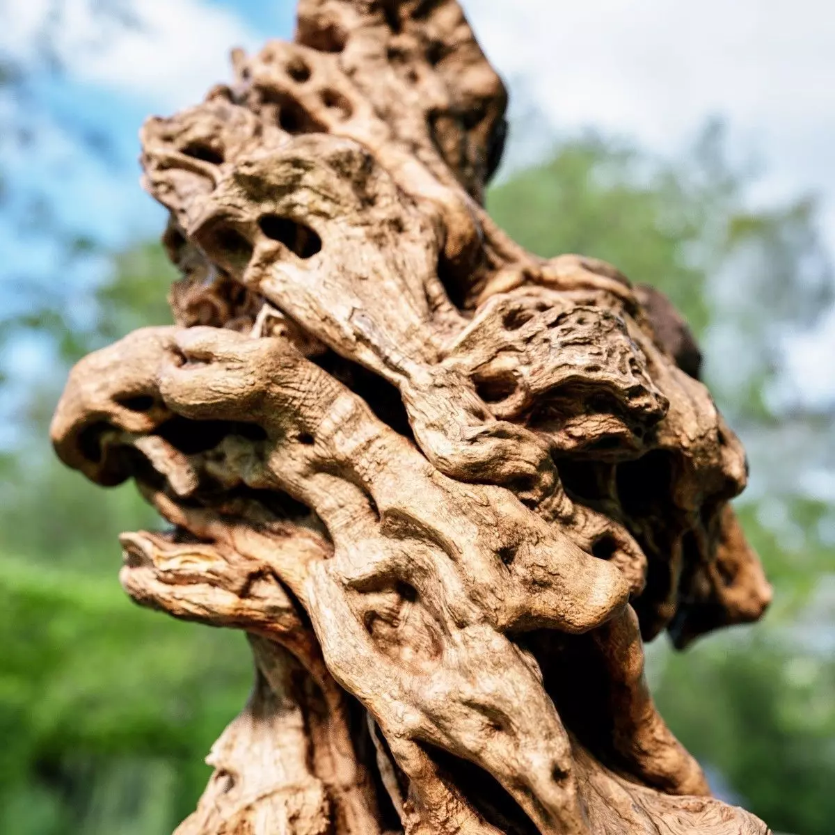 Olive tree base trunk Low-poly 3D model_0