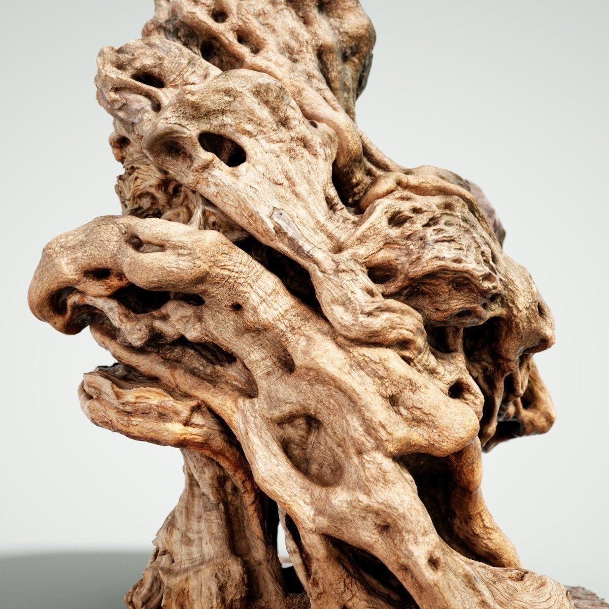 Olive tree base trunk Low-poly 3D model_1