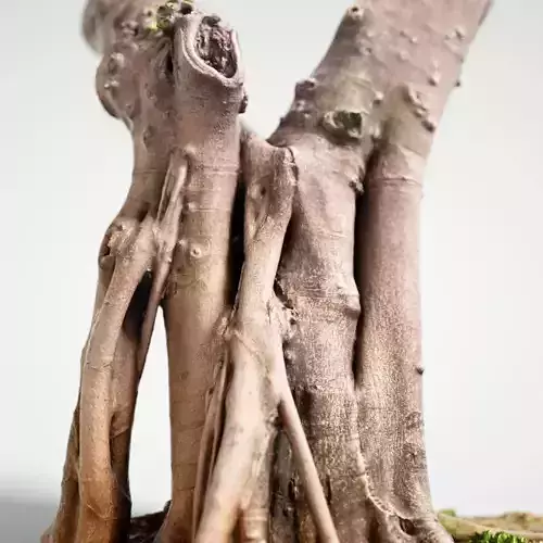 Road tree Low-poly 3D model