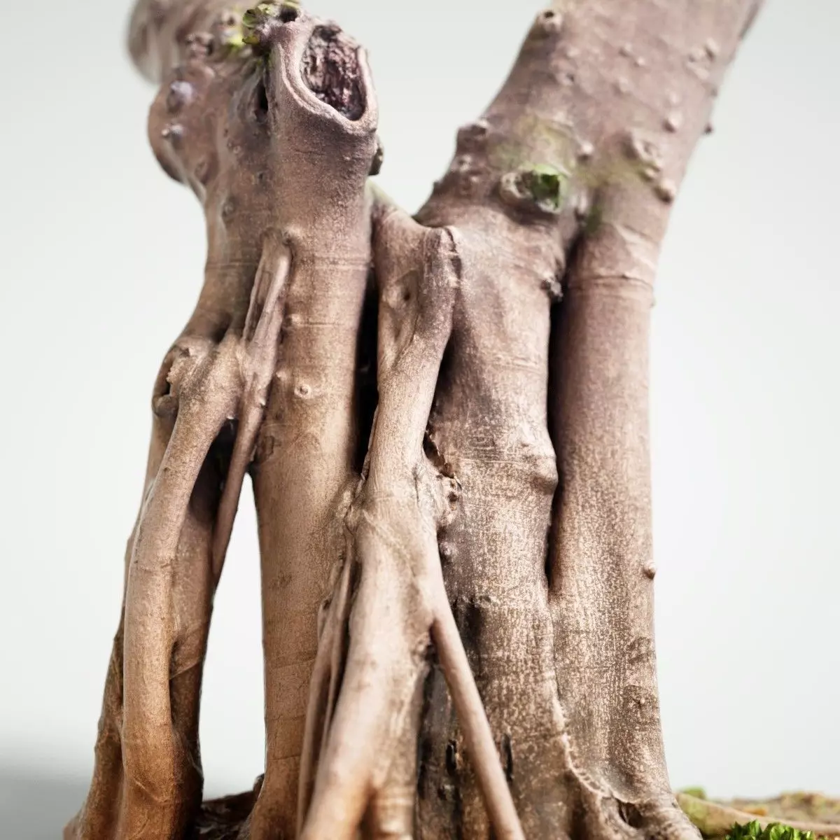 Road tree Low-poly 3D model_0