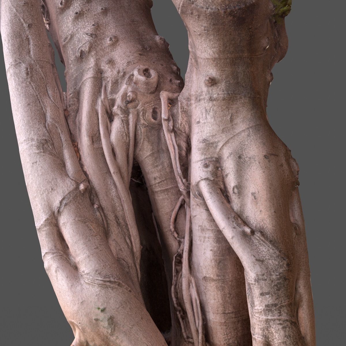 Road tree Low-poly 3D model_6