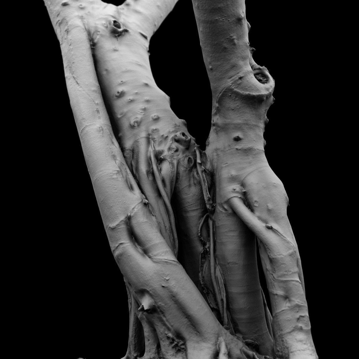 Road tree Low-poly 3D model_14