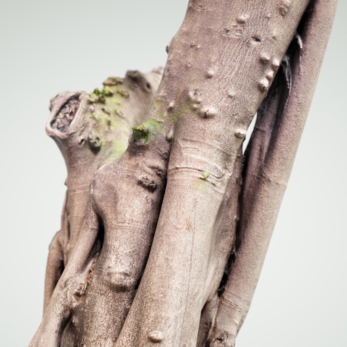 Road tree Low-poly 3D model_3