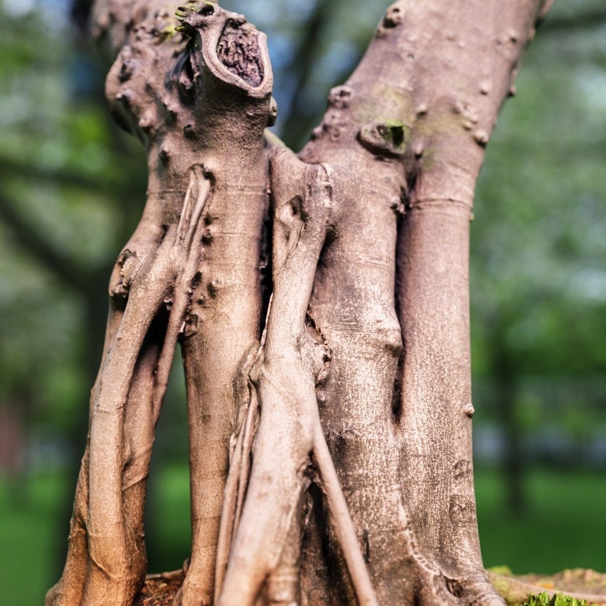 Road tree Low-poly 3D model_2