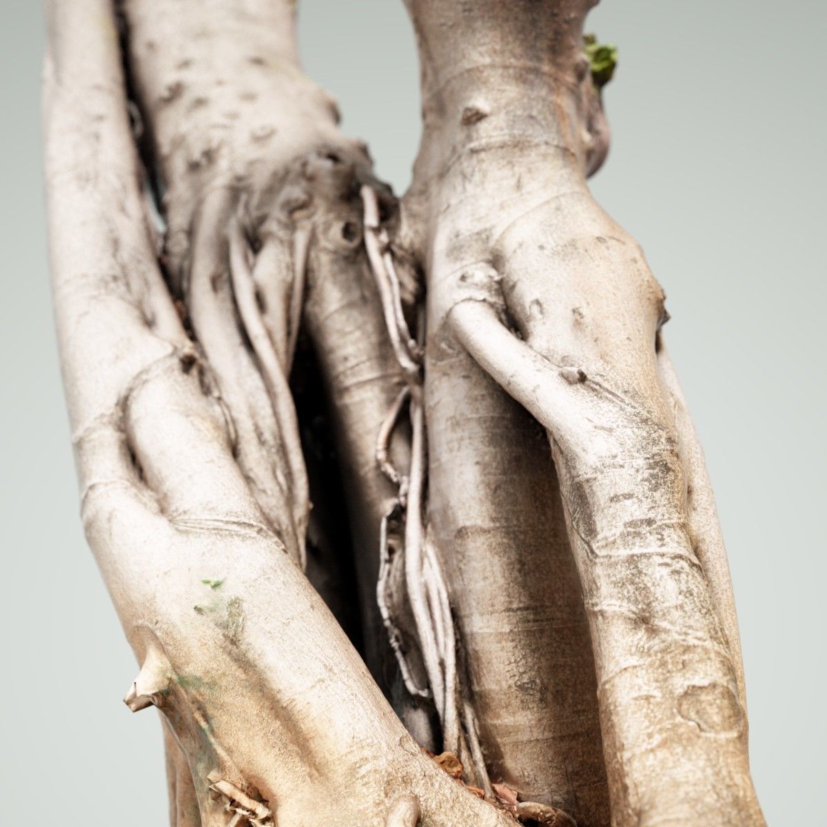 Road tree Low-poly 3D model_4