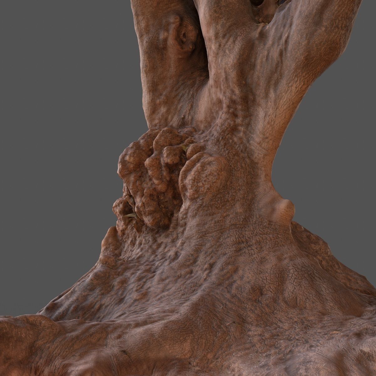 Large tree Scanned 3D Low-poly 3D model_7