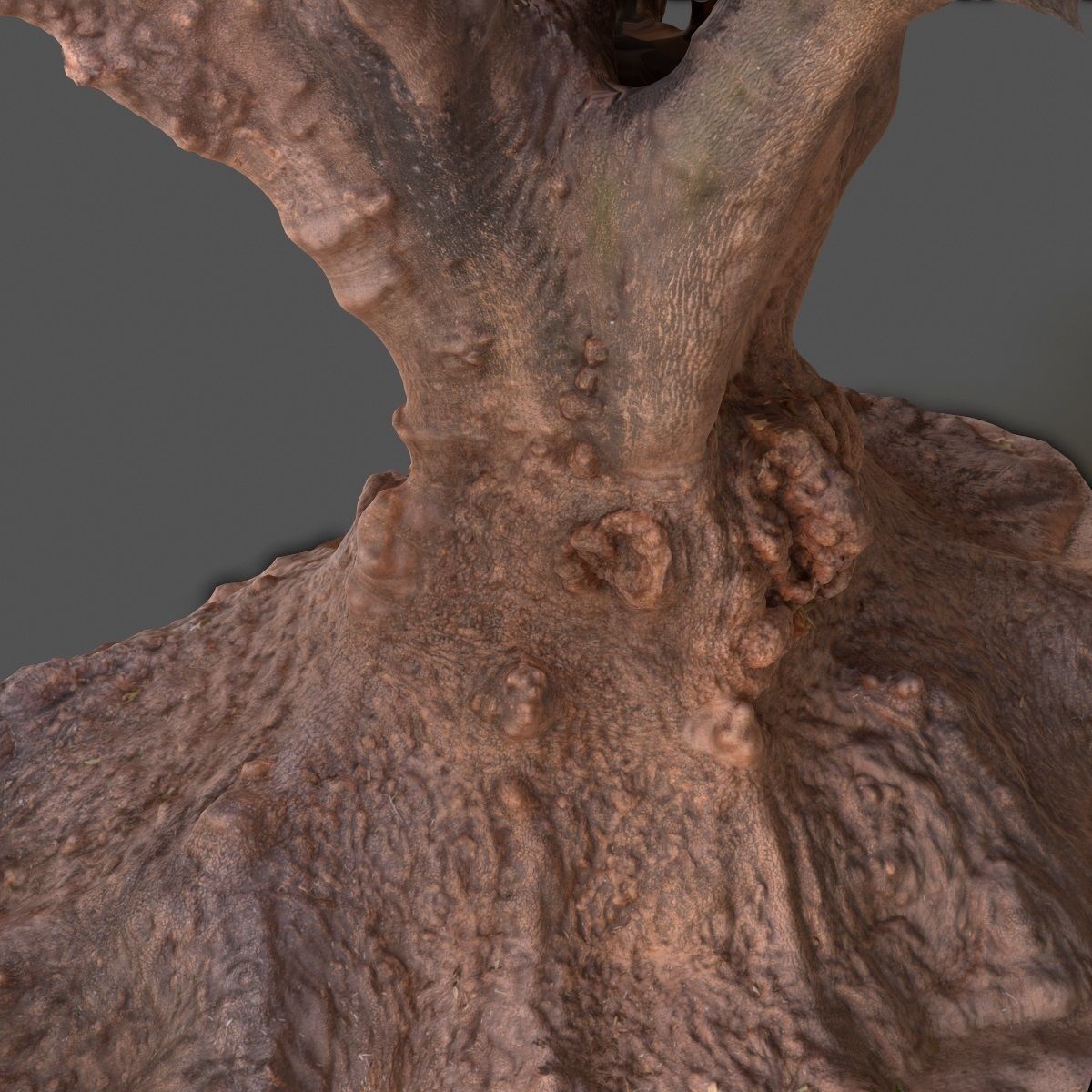 Large tree Scanned 3D Low-poly 3D model_13