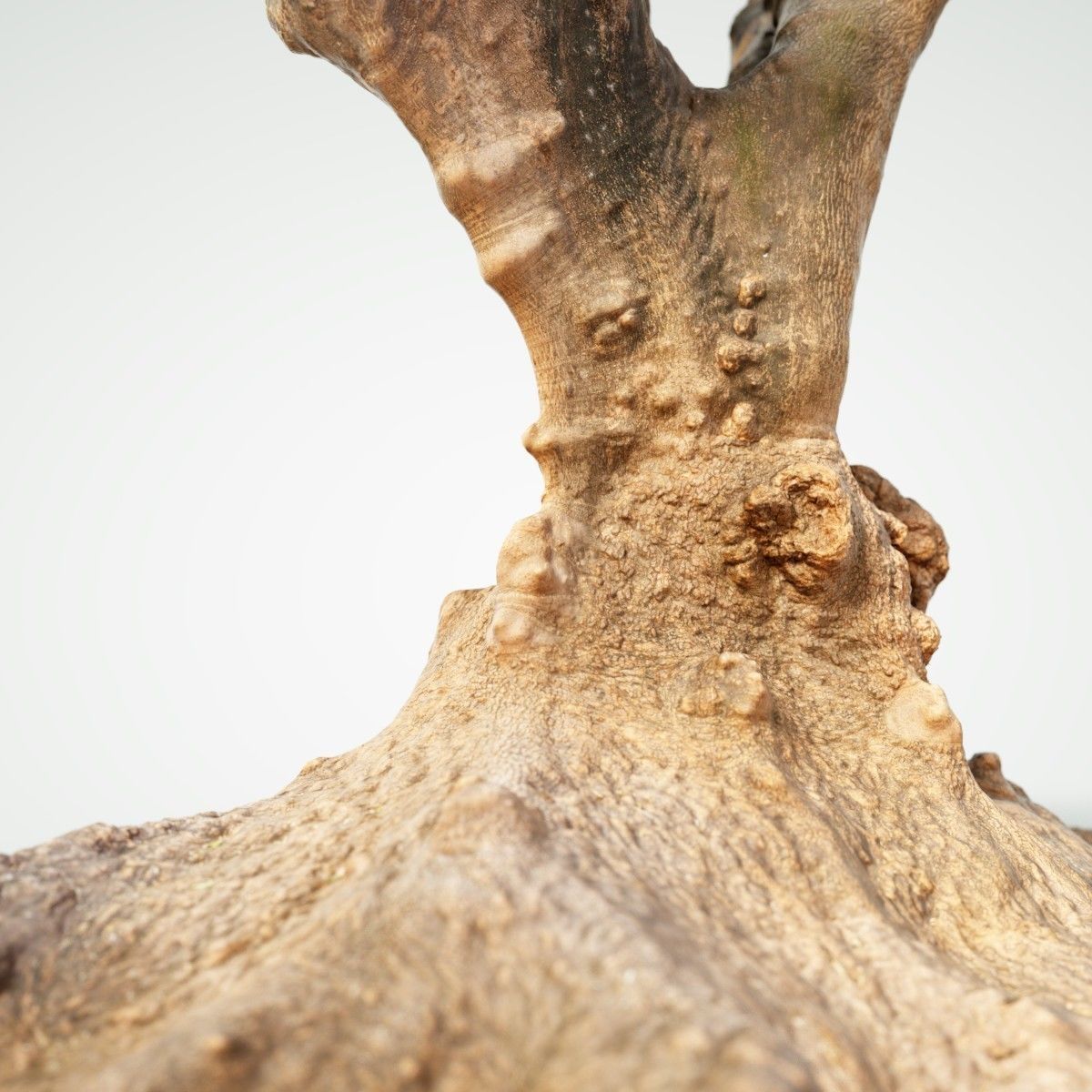 Large tree Scanned 3D Low-poly 3D model_4