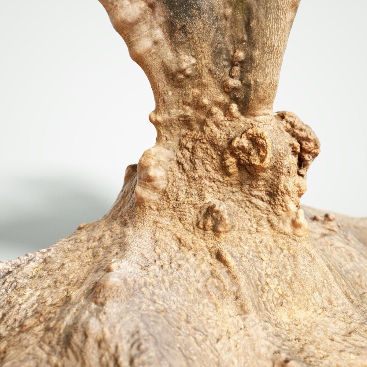 Large tree Scanned 3D Low-poly 3D model_3