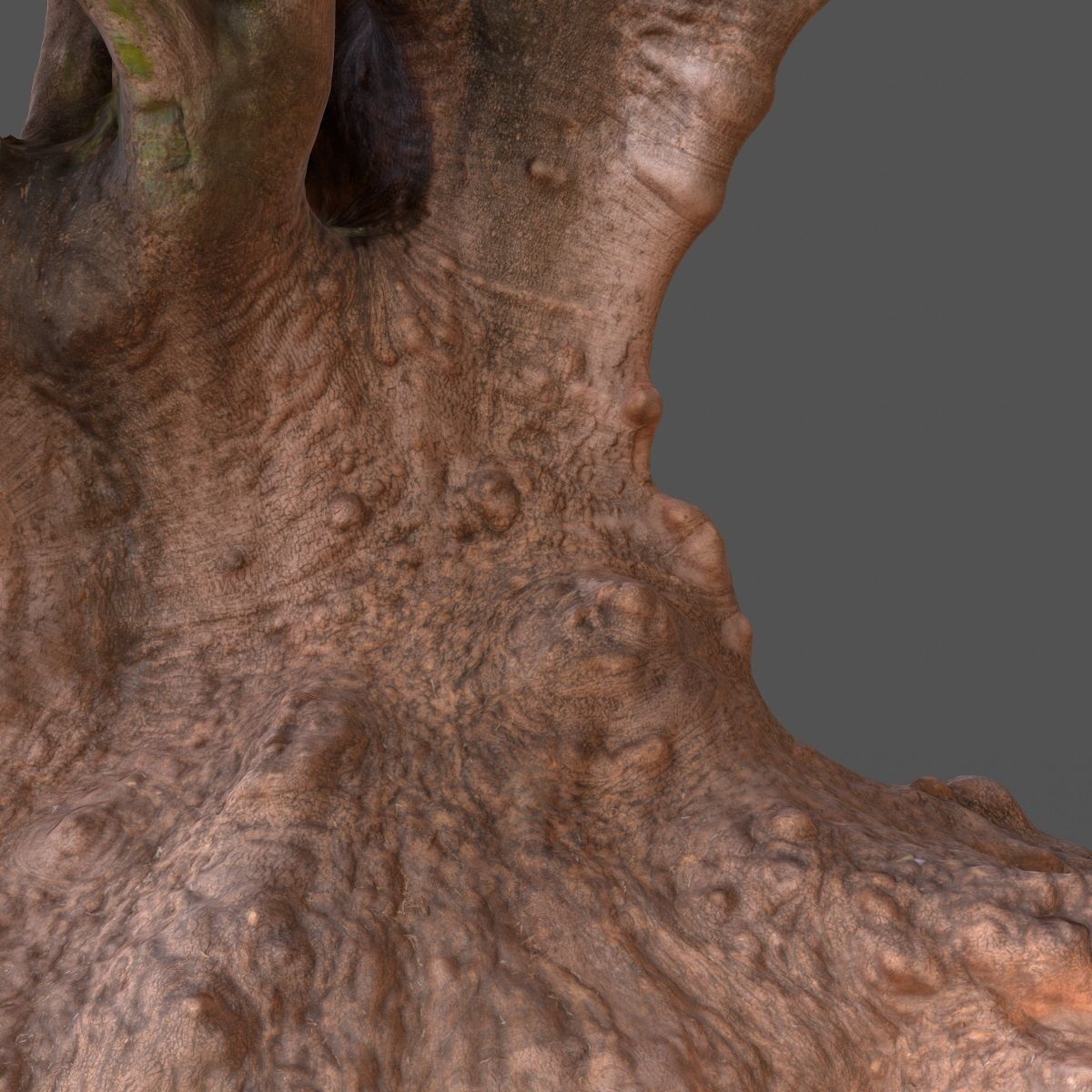 Large tree Scanned 3D Low-poly 3D model_9