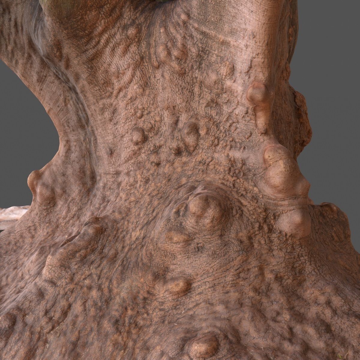 Large tree Scanned 3D Low-poly 3D model_10