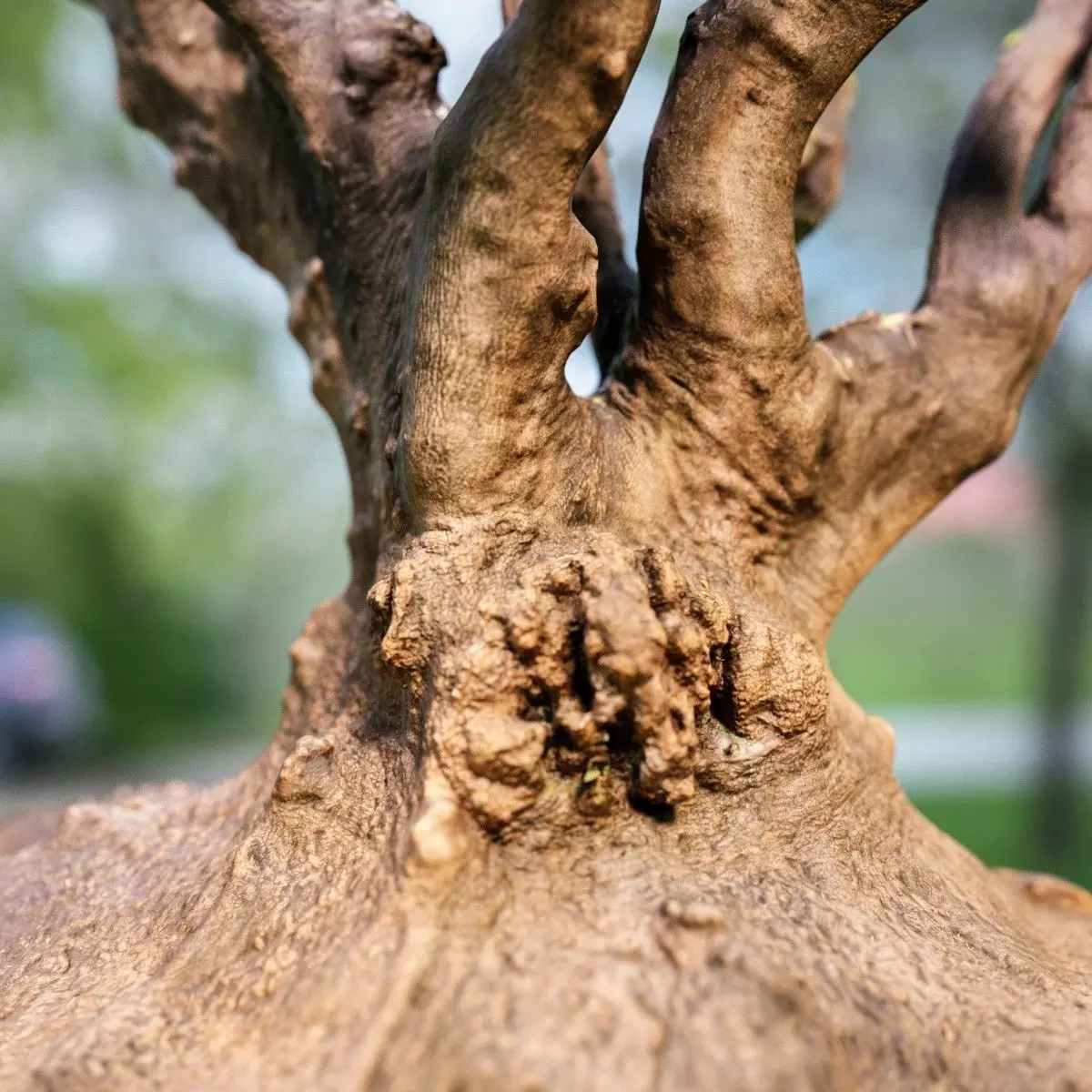 Large tree Scanned 3D Low-poly 3D model_0