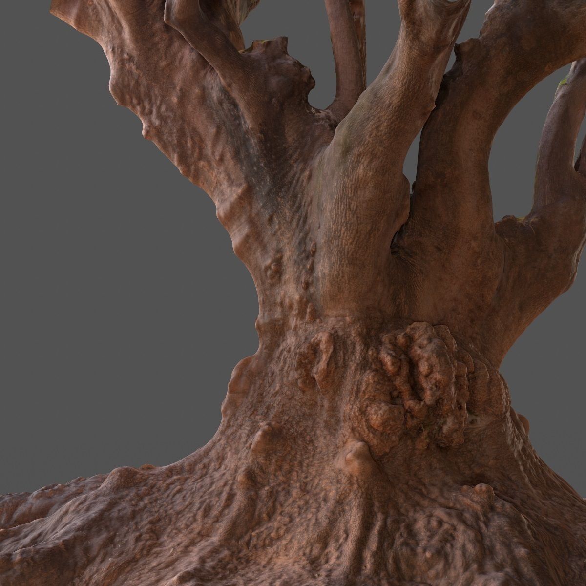 Large tree Scanned 3D Low-poly 3D model_8