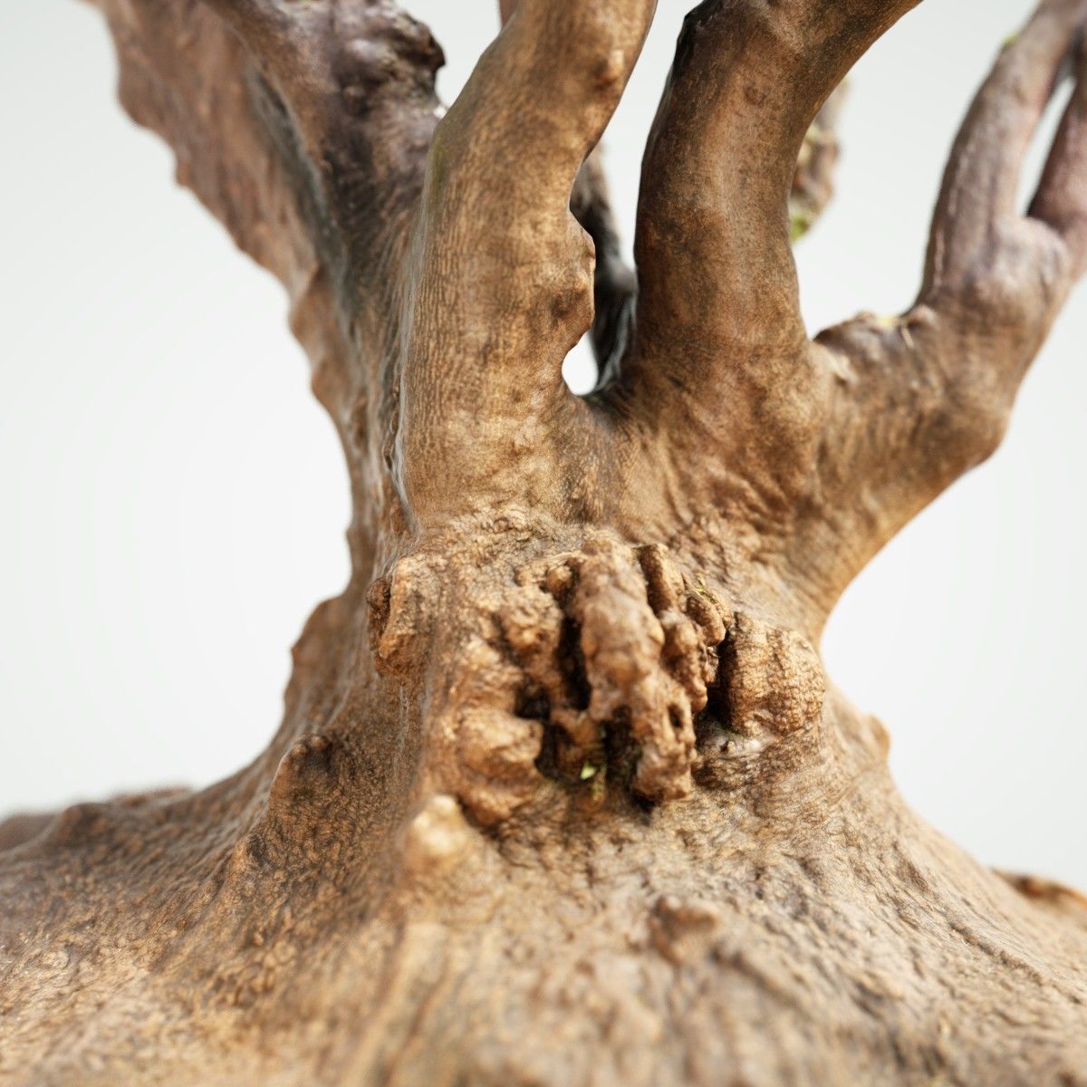 Large tree Scanned 3D Low-poly 3D model_1