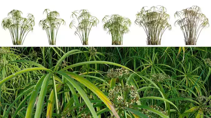 Cyperus alternifolius - Umbrella Plant