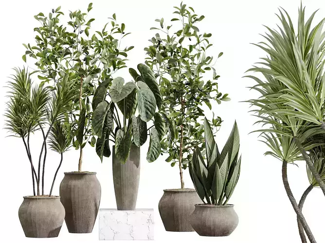 AV Indoor Plants Set 415 Banana Pachira Alocasia Yucca