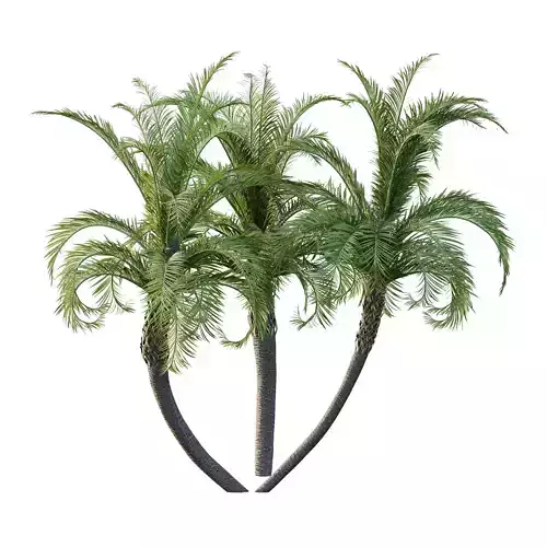 Curly Palm Tree 03