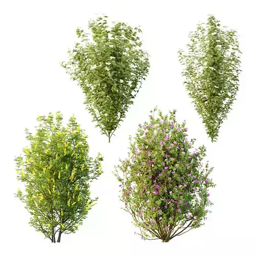 romneya coulter Argyrocytisus  Semidecandra Plant01