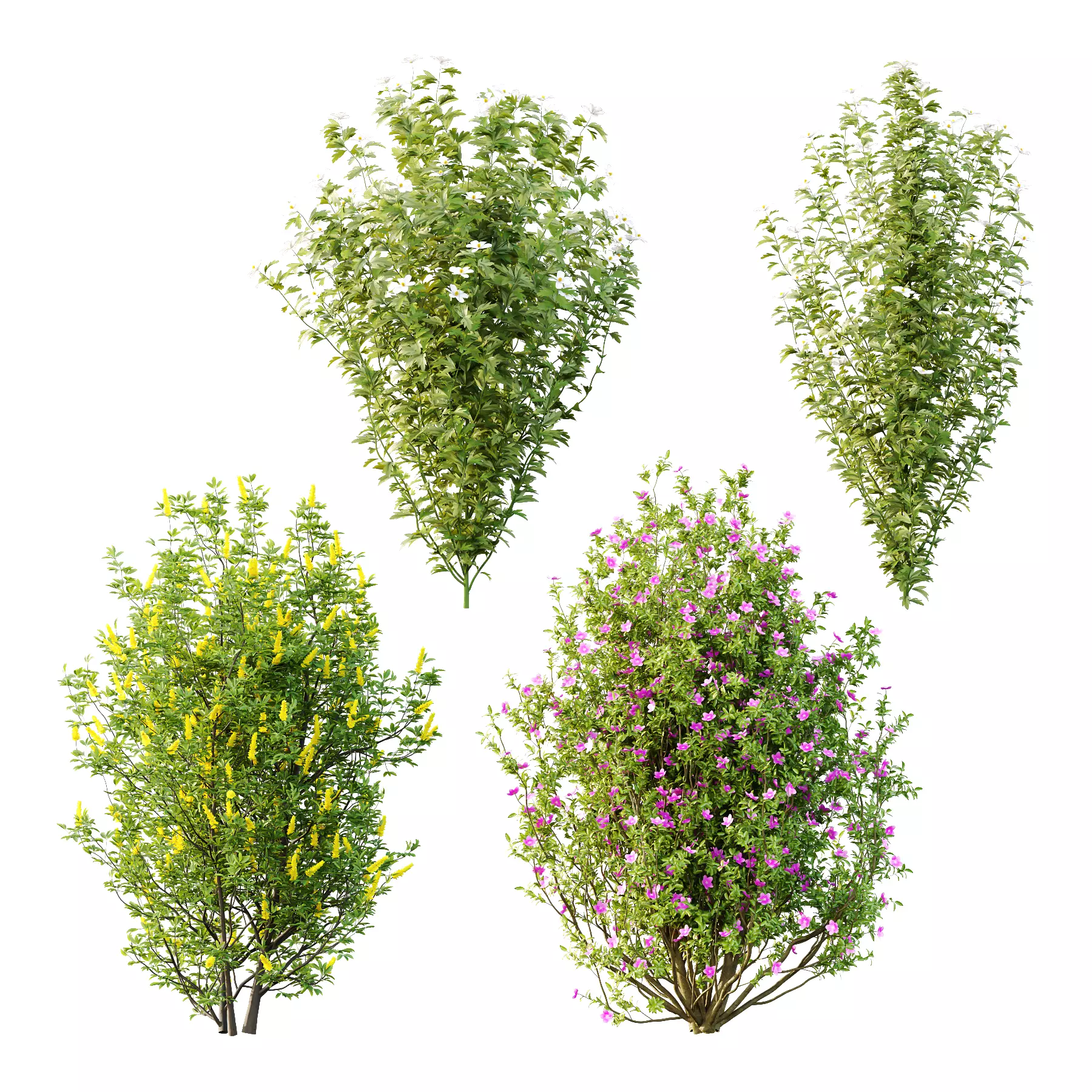 romneya coulter Argyrocytisus Semidecandra Plant01 3D model