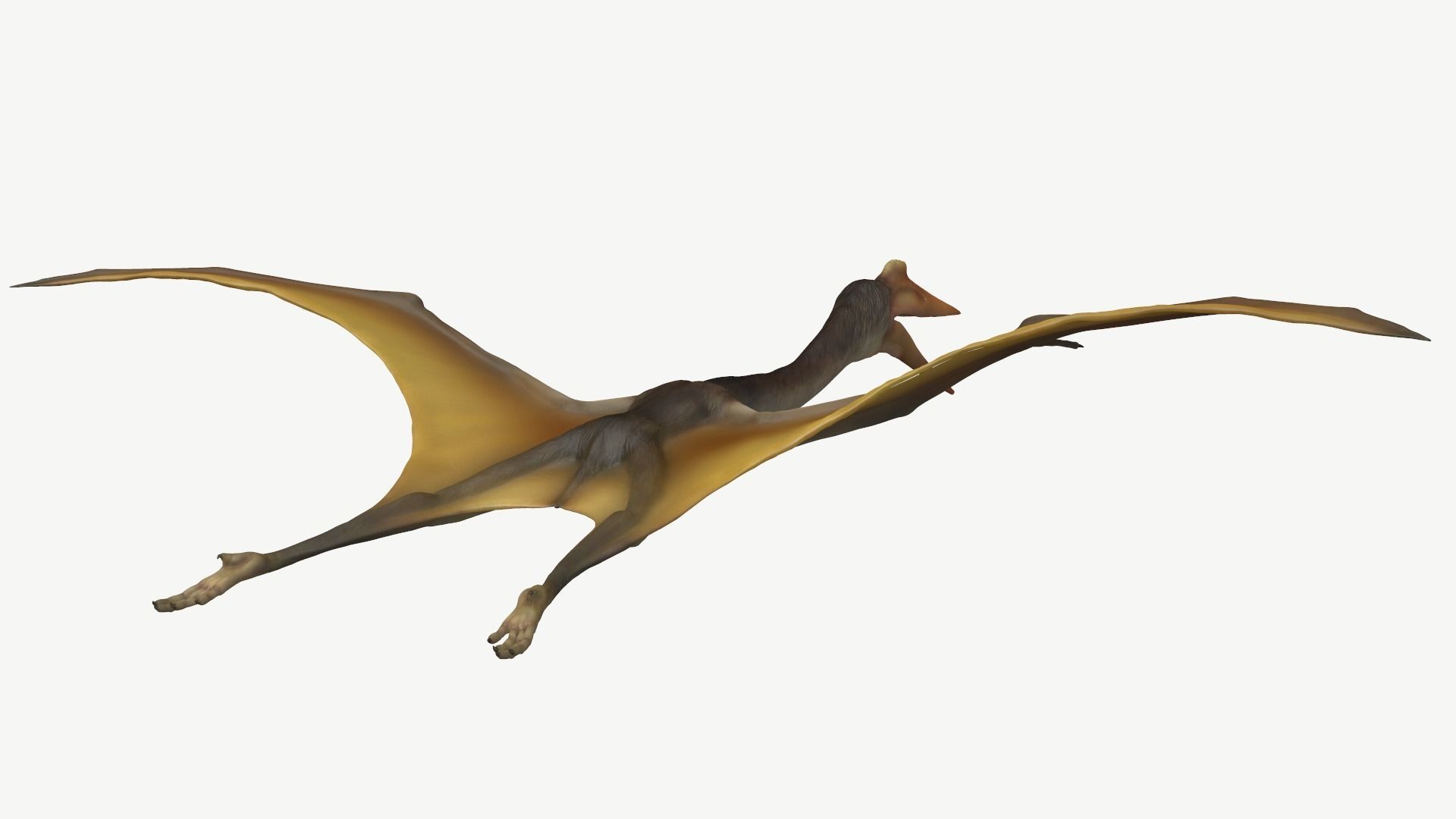 Quetzalcoatlus dinosaur Low-poly 3D model_5