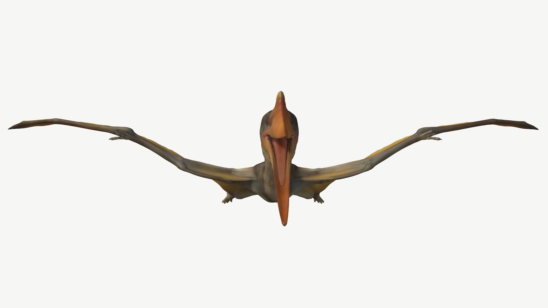 Quetzalcoatlus dinosaur Low-poly 3D model_9