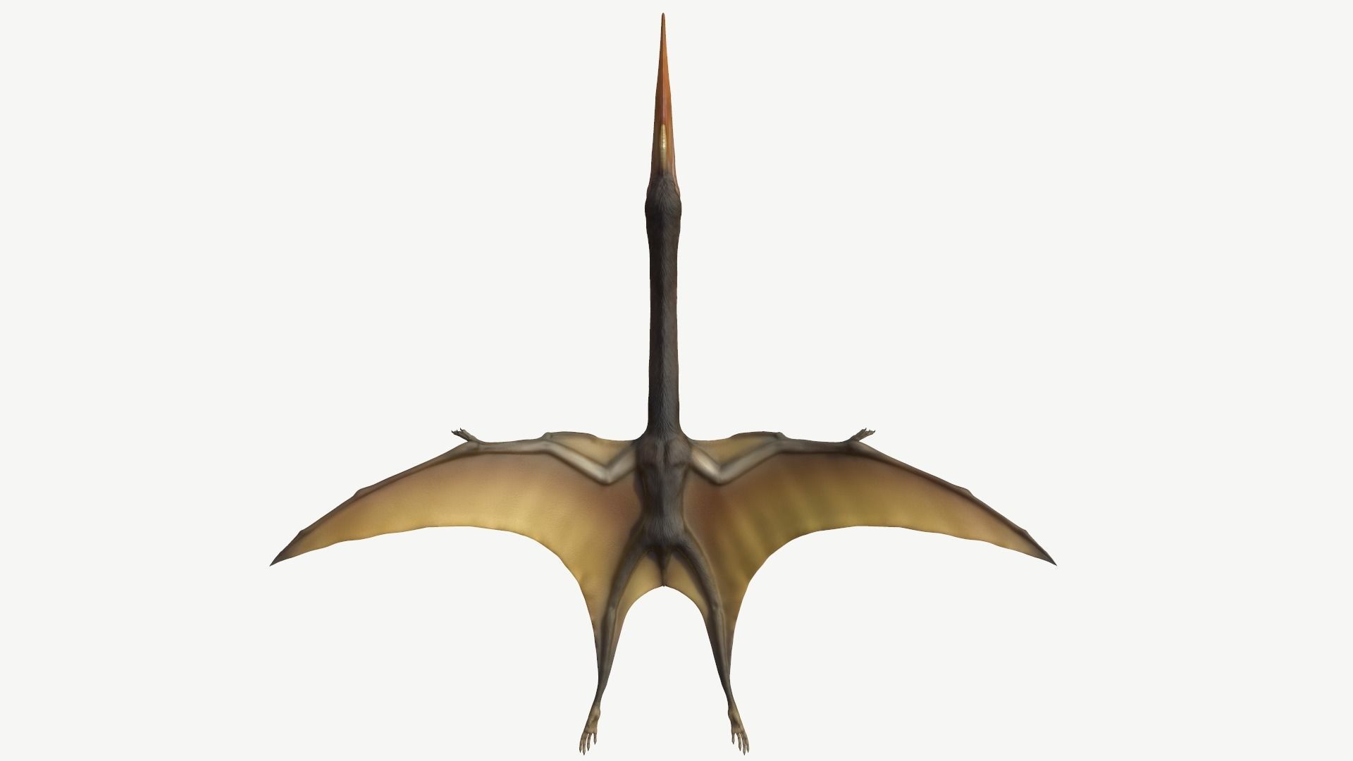 Quetzalcoatlus dinosaur Low-poly 3D model_7