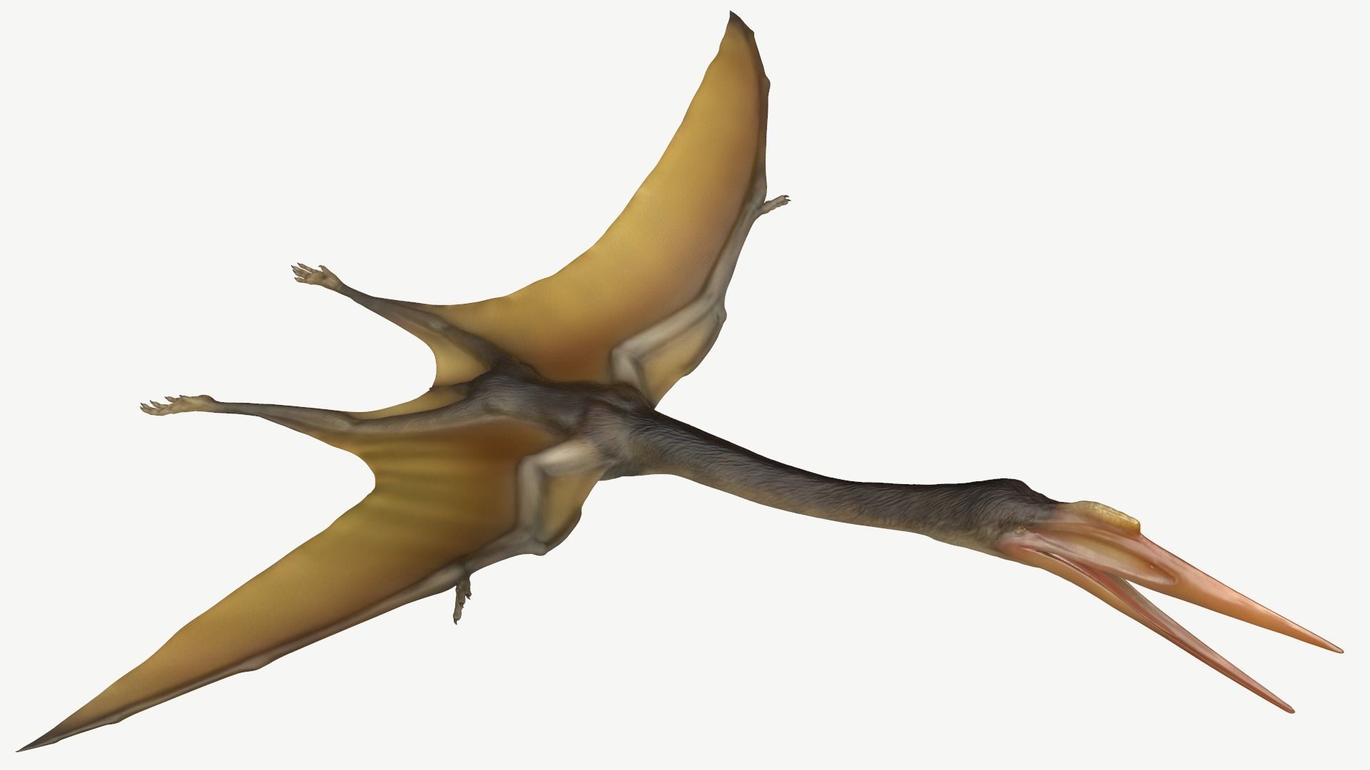 Quetzalcoatlus dinosaur Low-poly 3D model_1