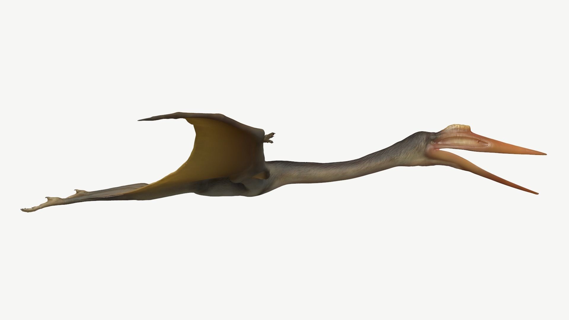 Quetzalcoatlus dinosaur Low-poly 3D model_3