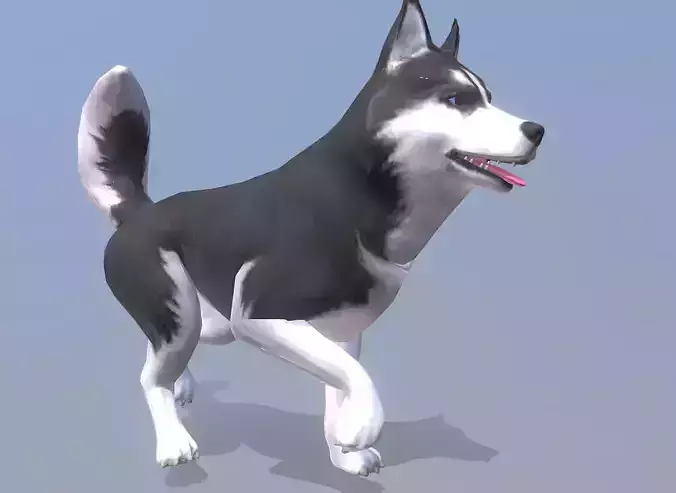 HUSKY DOG TROT WALKING Fbx Pbr Animated