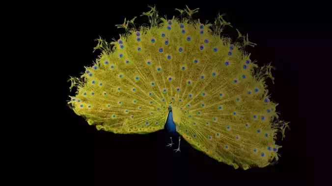 Peacock 3d model