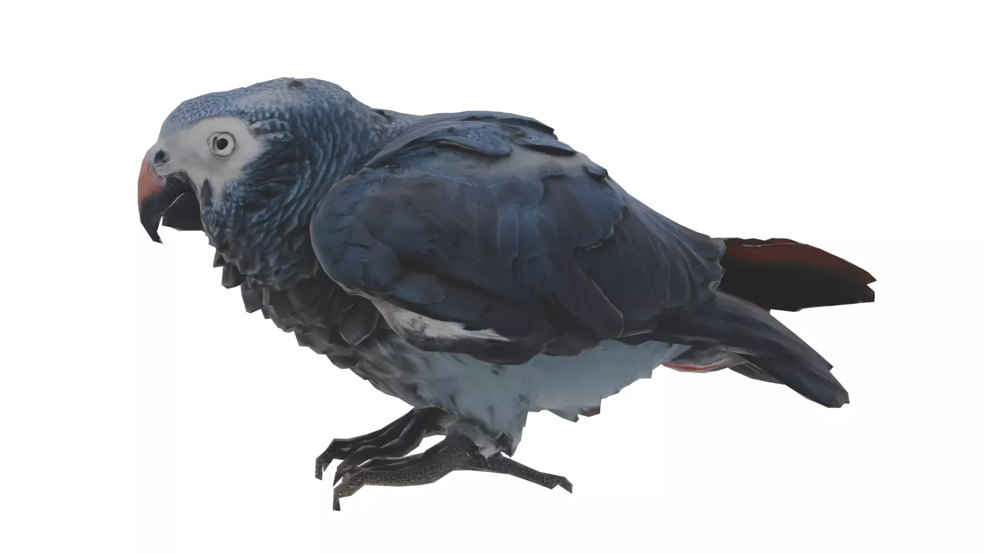 African Grey Parrot Low-poly 3D model