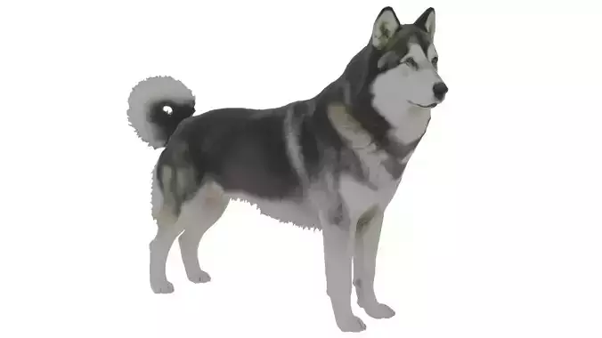 Alaskan Malamute Dog