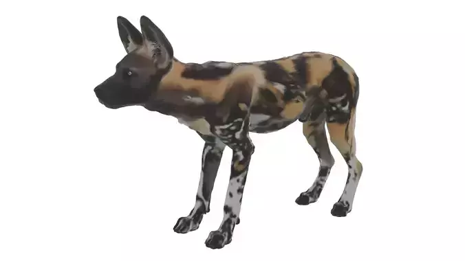 African Wild Dog