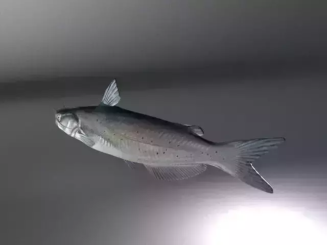 Animated Fish Model