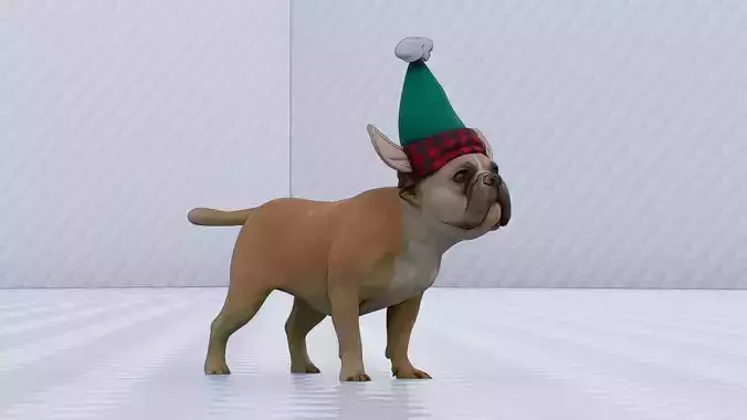 Bull dog wearing hat