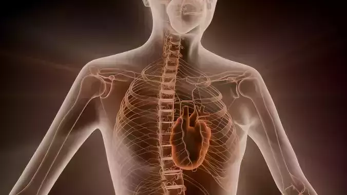 Human Body X-Ray Anatomy Visualization