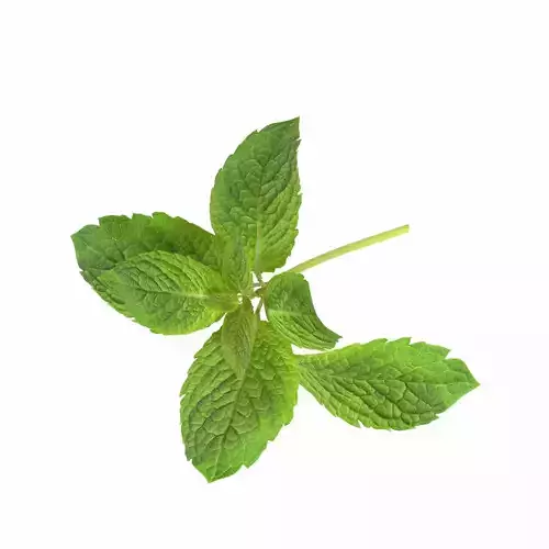 mint leave