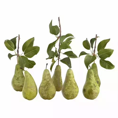 Pears fruit 01 3D model