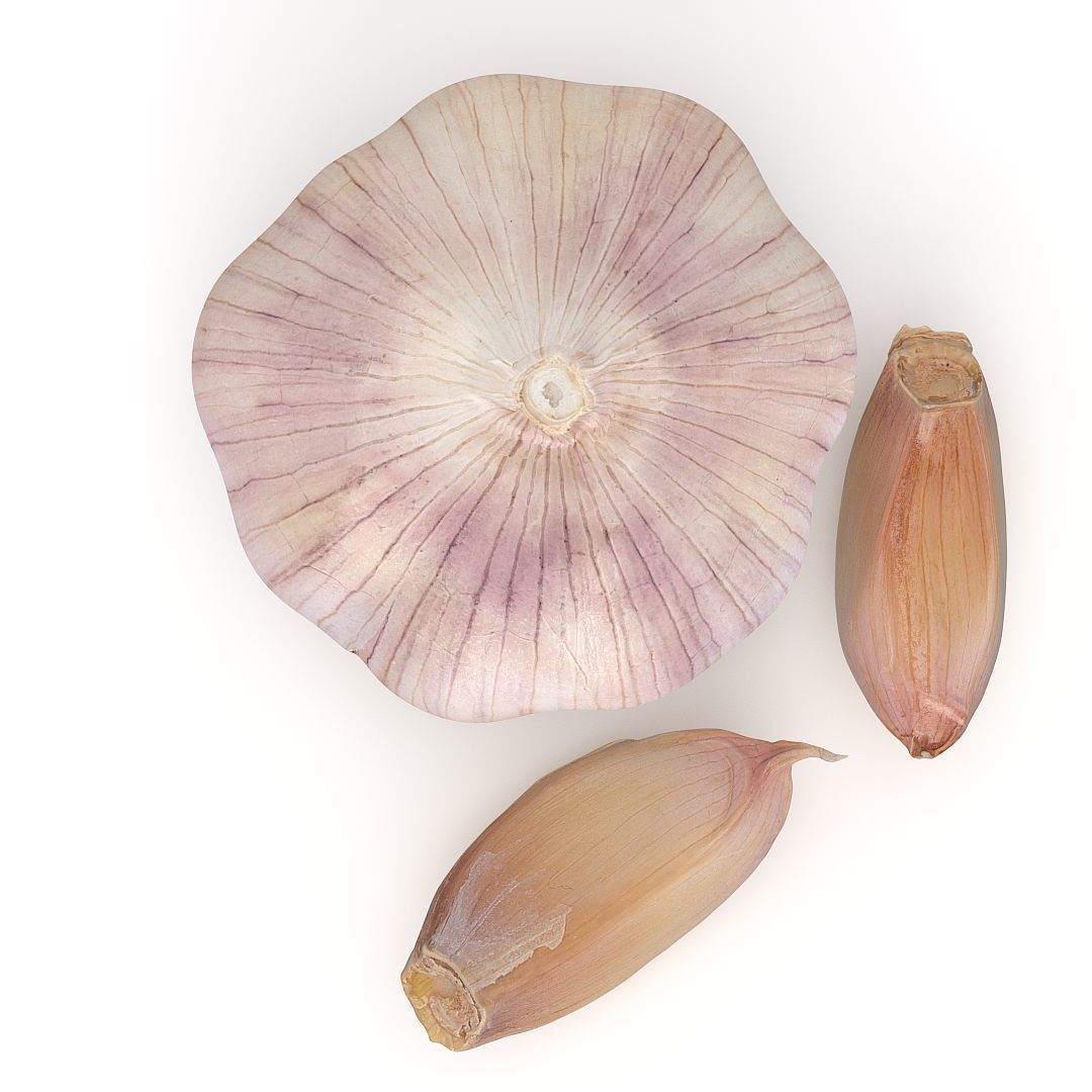 Garlic and garlic cloves 3D model_2
