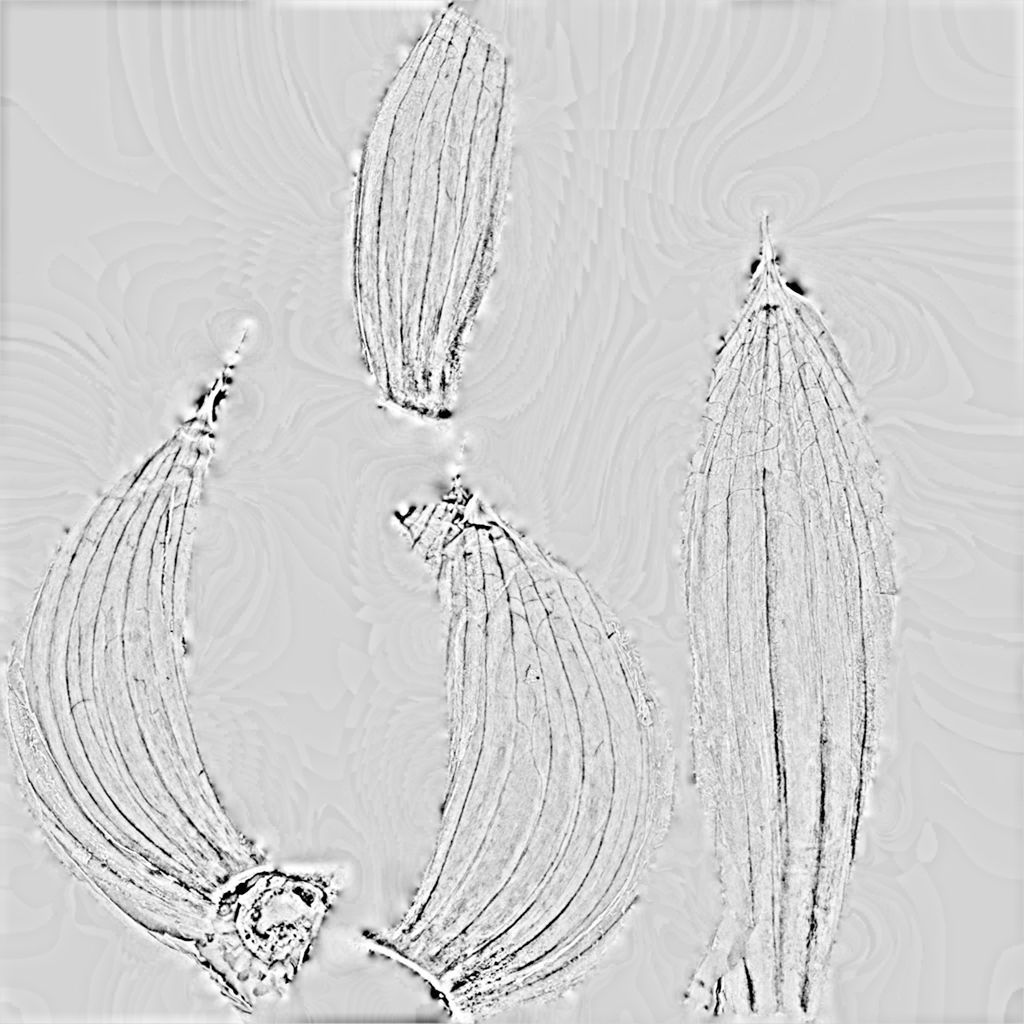 Garlic and garlic cloves 3D model_9