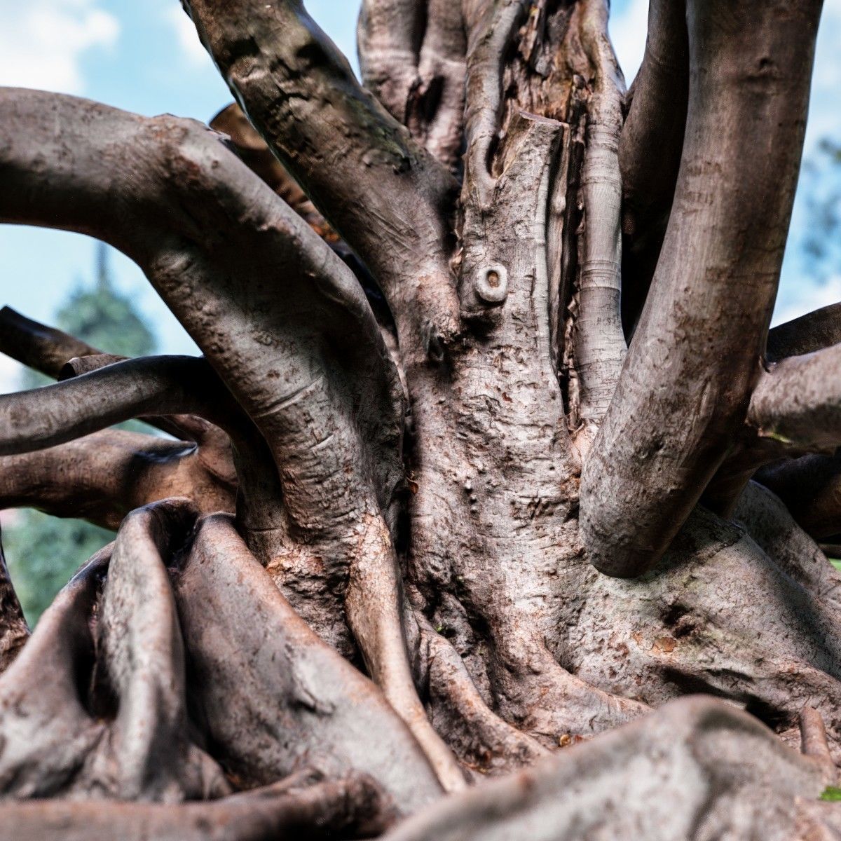 12 Tree collection Vol 2 Low-poly 3D model_2