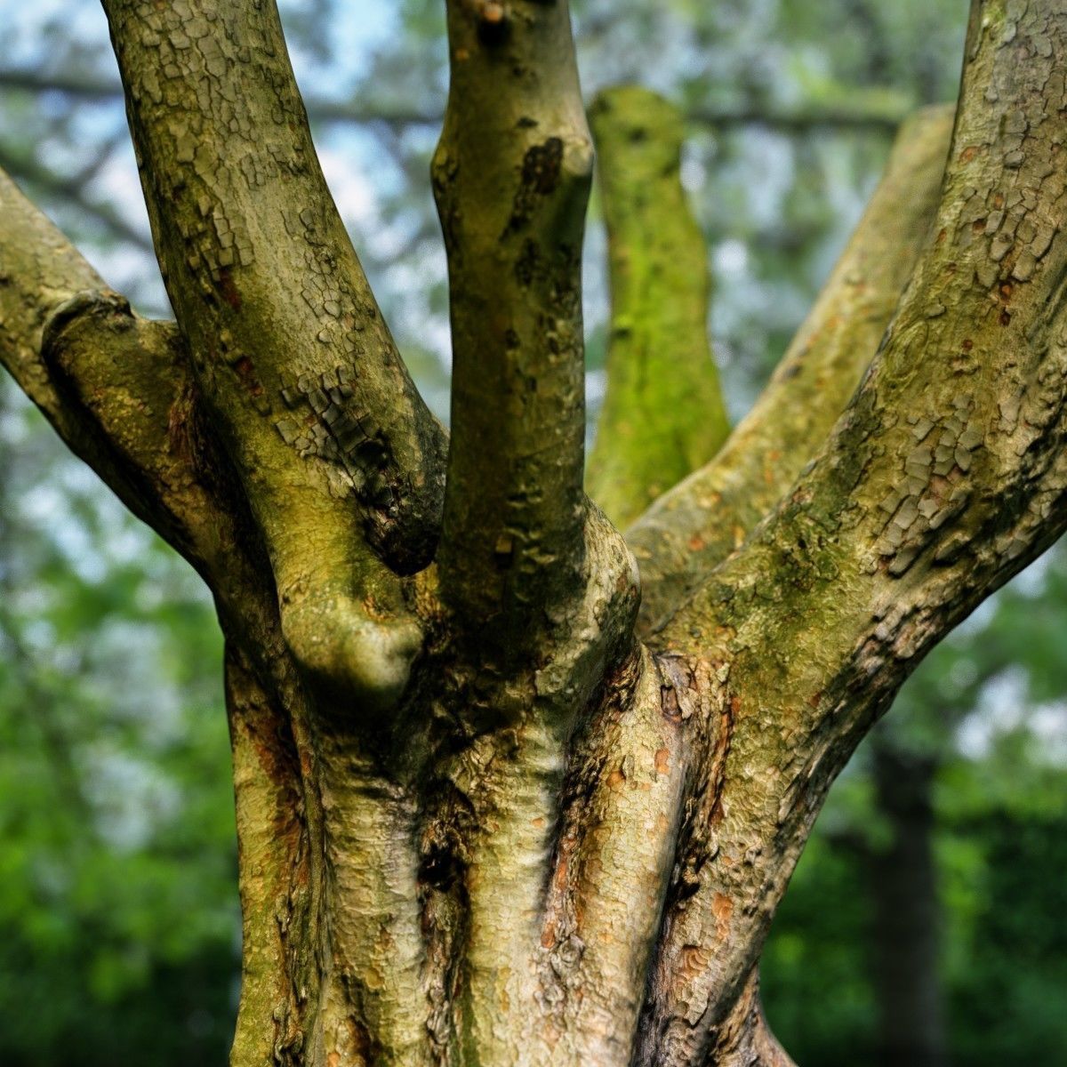 12 Tree collection Vol 2 Low-poly 3D model_10