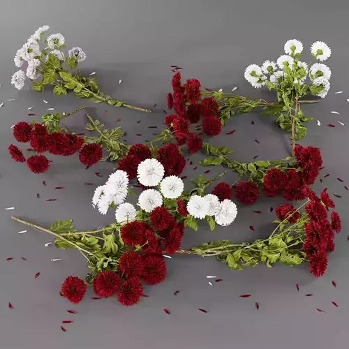 Chrysanthemum flower