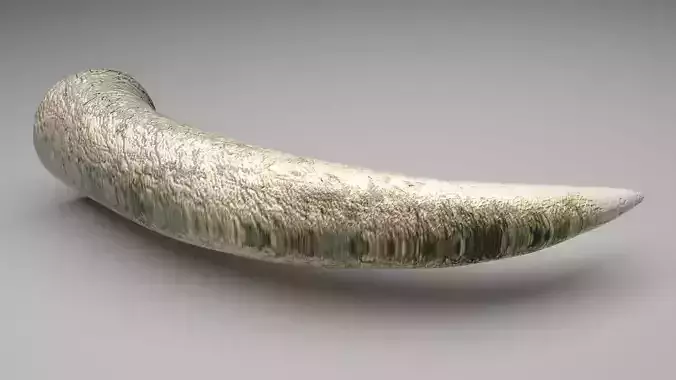 Elephant Tusk