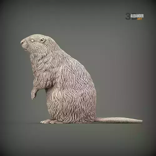 beaver stands on its hind legs